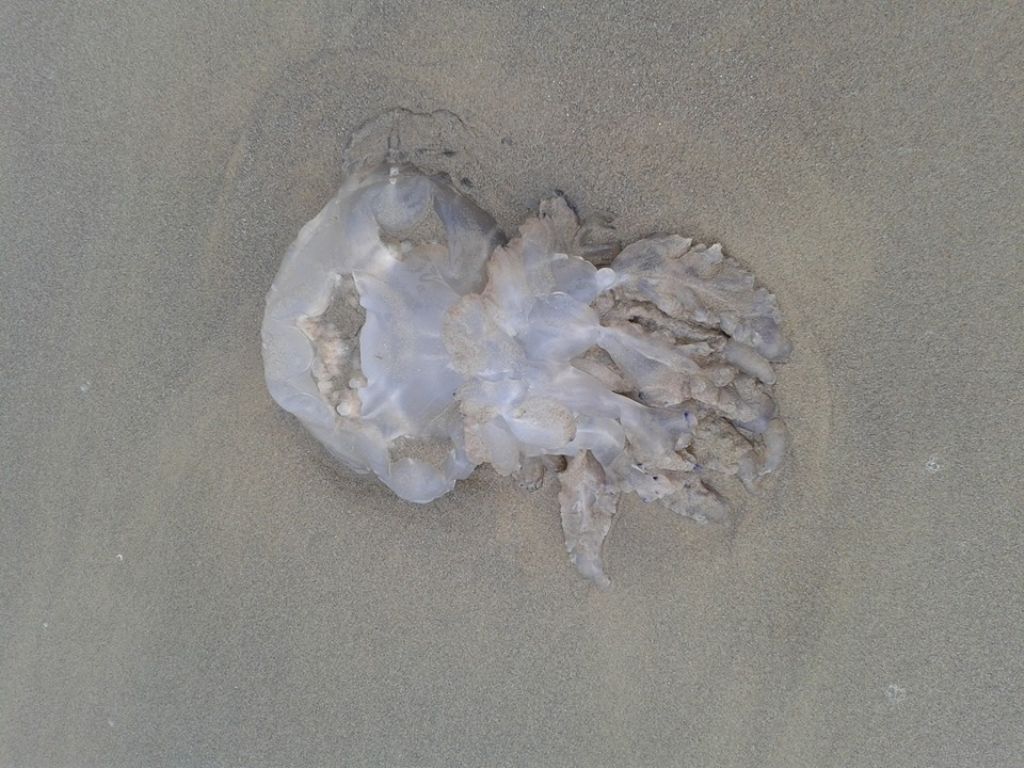 Meduse Chrysaora hysoscella e Rhizostoma pulmo spiaggiate